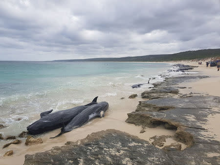 Stranded whales on the beach at Hamelin Bay in this picture obtained from social media, March 23, 2018. Leearne Hollowood/via REUTERS