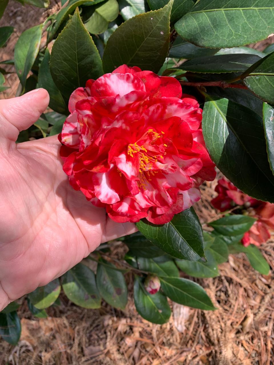 Camellia japonica Bobbie Fain variegated provides a fistfull of winter color.