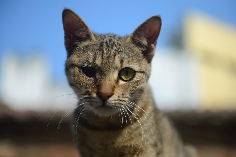 India Cat