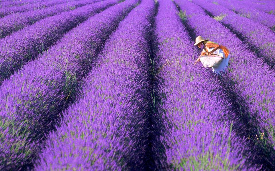 <p>If the fragrant flowers don’t lure you in, the sea of purple will. Just imagining yourself completely surrounded in a delicious purple cloud is enough to bring your blood pressure down a few points.</p>