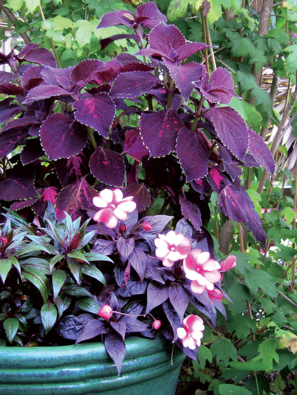 Plant some of these beauties for great garden color, even in shade