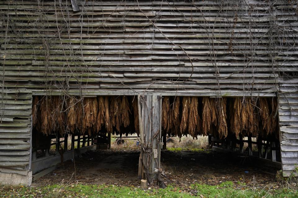 Tobacco dries in a barn on Keith Lowry's farm, Thursday, Nov. 9, 2023, near Mayfield, Ky. Lowry, like many other farmers in the area, lost some crop after historic rainfall and flooding earlier in the summer. (AP Photo/Joshua A. Bickel)