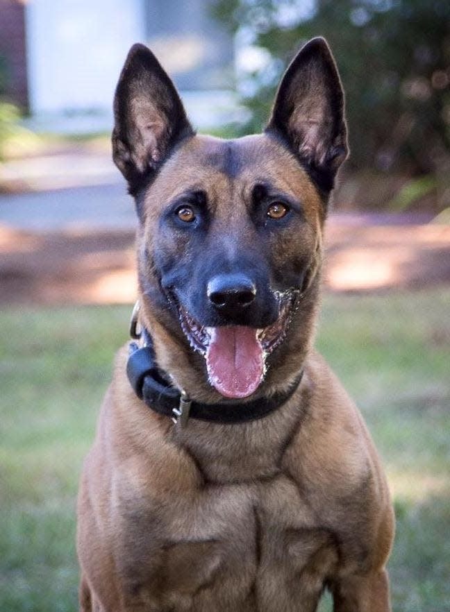 Frankie, a Belgian Malinois and nine-year veteran of the State Police who would have turned 11 next month, was shot and killed during a standoff in Fitchburg Tuesday afternoon.