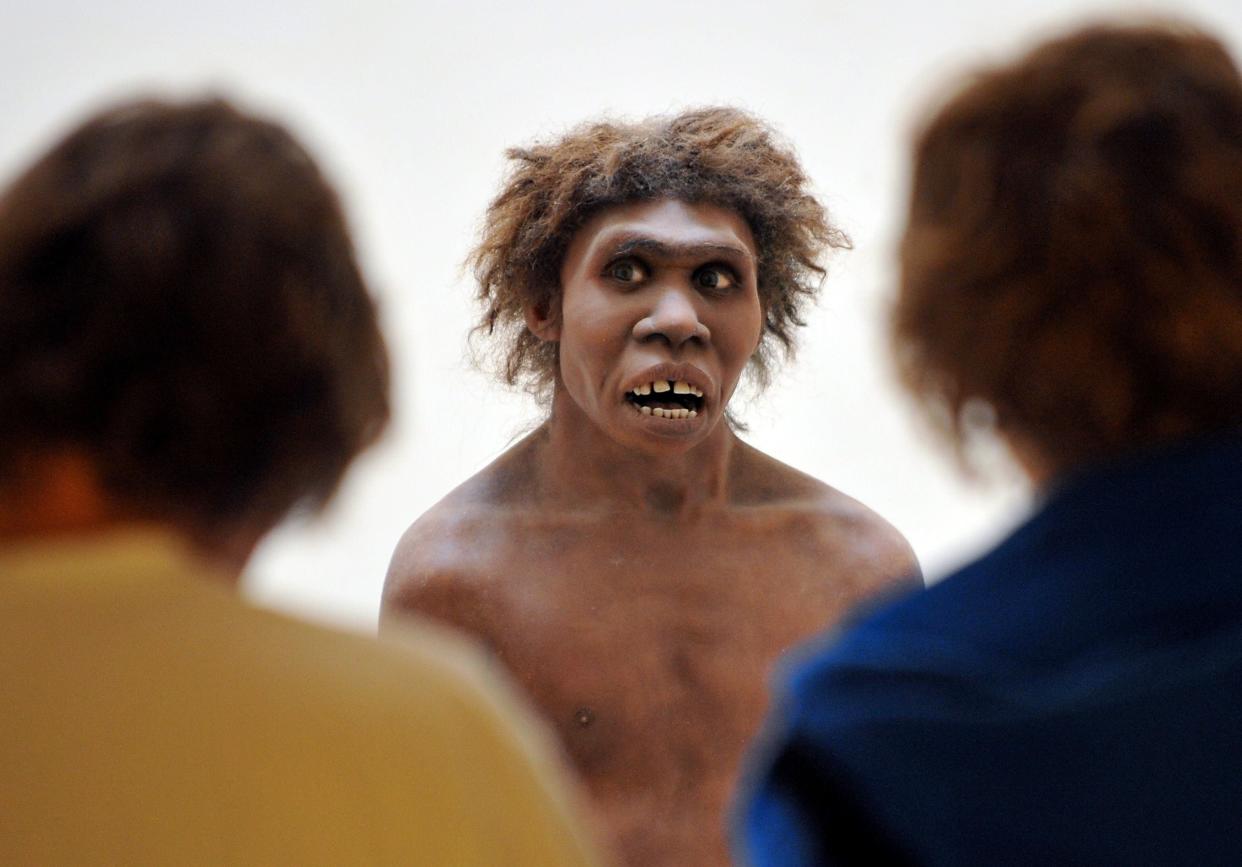 A model representing a Neanderthal man on display at the National Museum of Prehistory in France. Neanderthals had a hearing system as fine as ours, according to a scientific study (AFP via Getty Images)