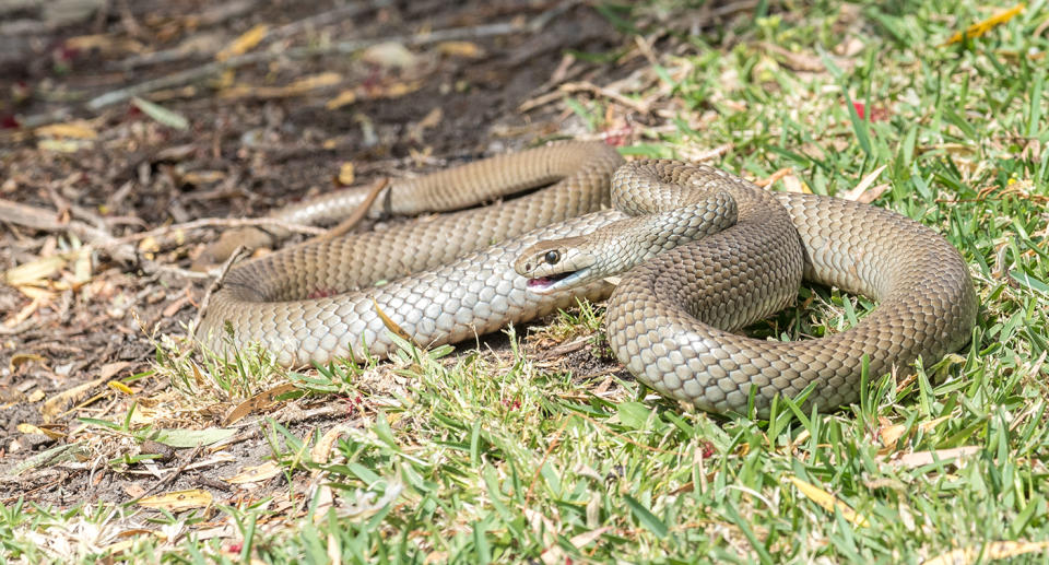 Mr Harrison was struck on his foot by what he believes was an eastern brown snake. Source: Getty (file photo)