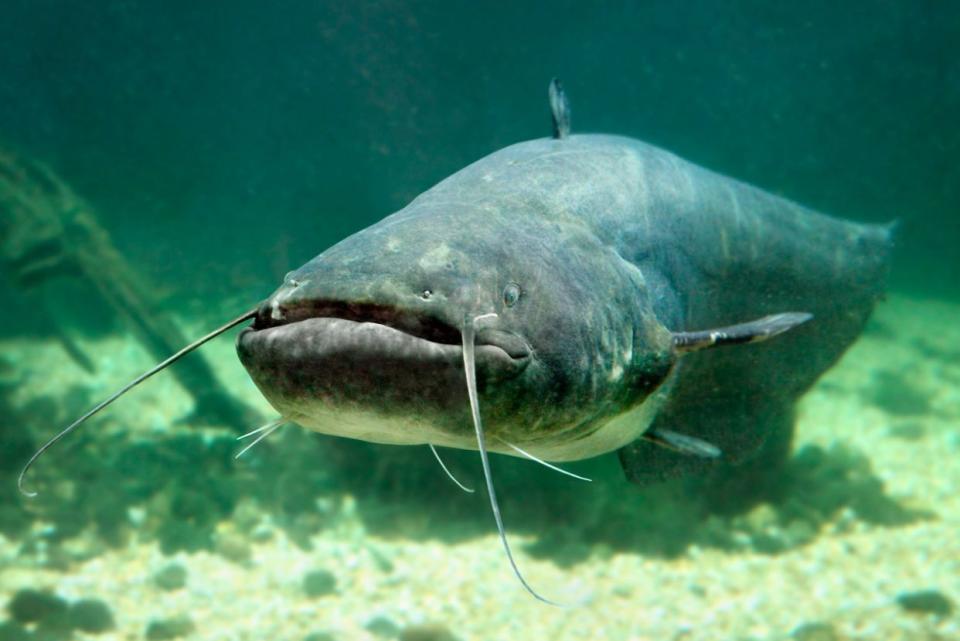 Futo submarina de un bagre (Silurus Glanis).