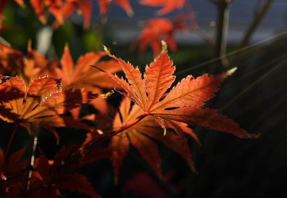 Bettina Engelman of Stockton used a Sony A7ii mirrorless digital camera to photograph leaves on a Japanese maple tree in a neighbor's yard.