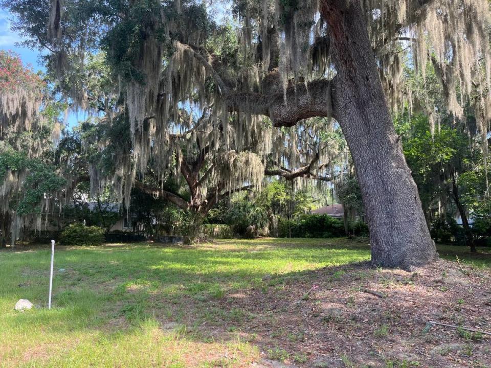 Port Royal residents asked the Town Council not to OK the removal of two live oak trees on 12th Street to make way for five houses.