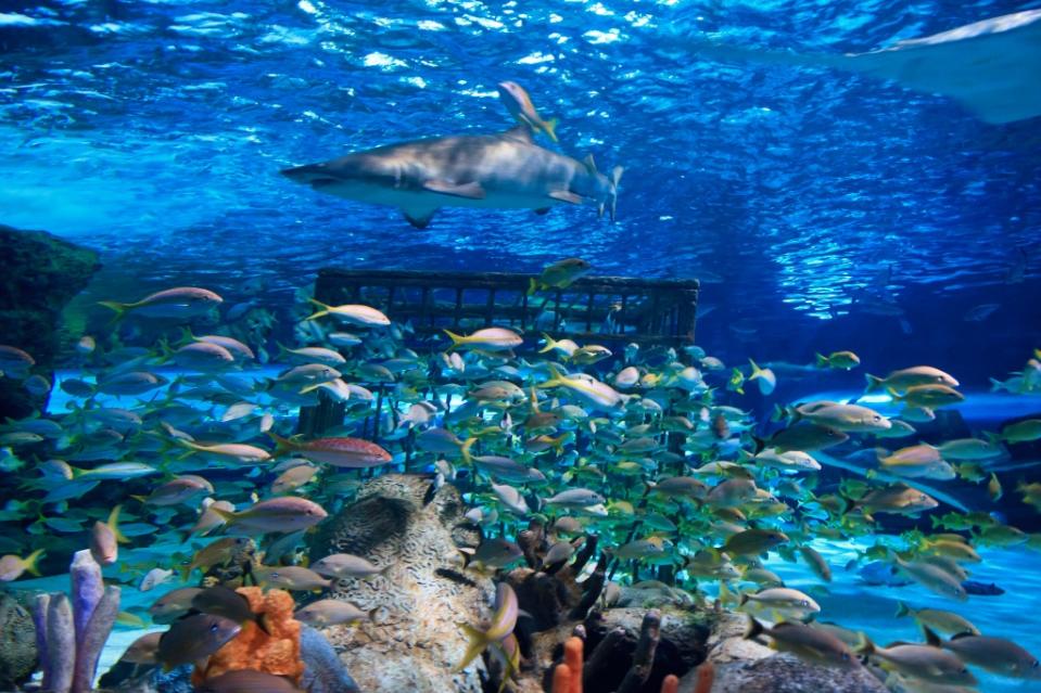 South Carolina Aquarium via Getty Images