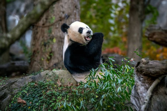 <p>Bill O'Leary/The Washington Post via Getty</p> Mei Xiang the giant panda