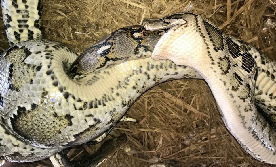 A Burmese python eats a larger reticulated python at a wildlife farm in Bangladesh (Adnan Azad/Reptiles & Amphibians)