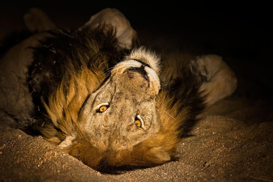 Midnight safari: Wild animals gather under a full moon