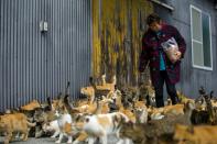 Cats crowd around village nurse and Ozu city official Atsuko Ogata as she carries a bag of cat food to the designated feeding place on Aoshima Island, Japan. (REUTERS/Thomas Peter)