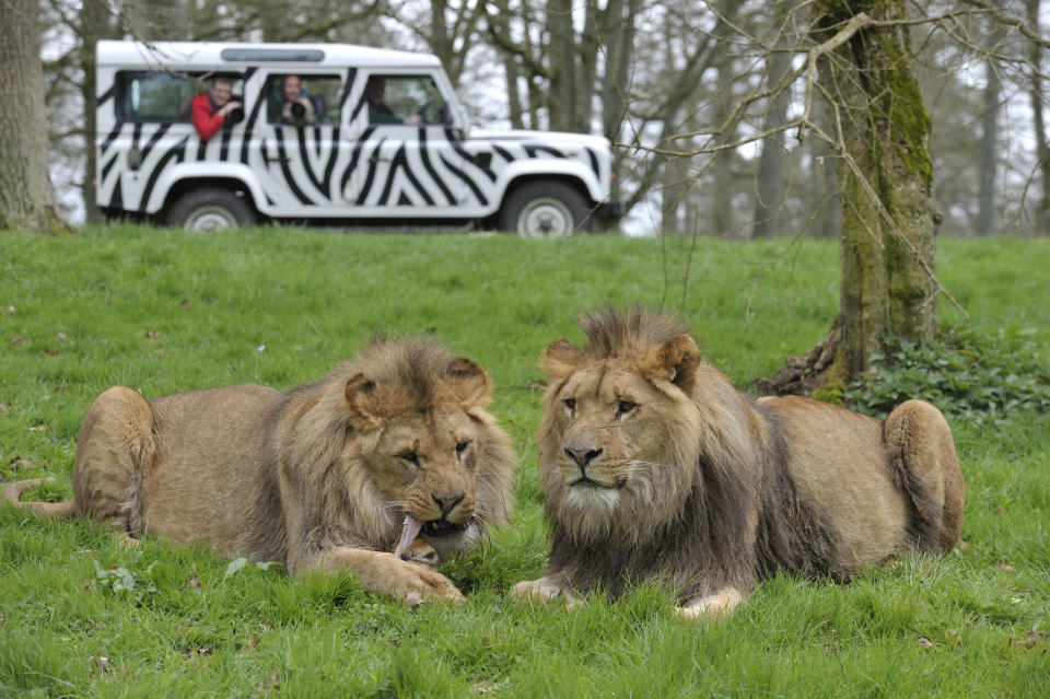 WARMINSTER, UNITED KINGDOM - APRIL 5: Photographers in a jeep taking pictures of lions at Longleat safari park, Warminster, April 5, 2011. (Photo by David Caudery/Digital Camera magazine via Getty Images)