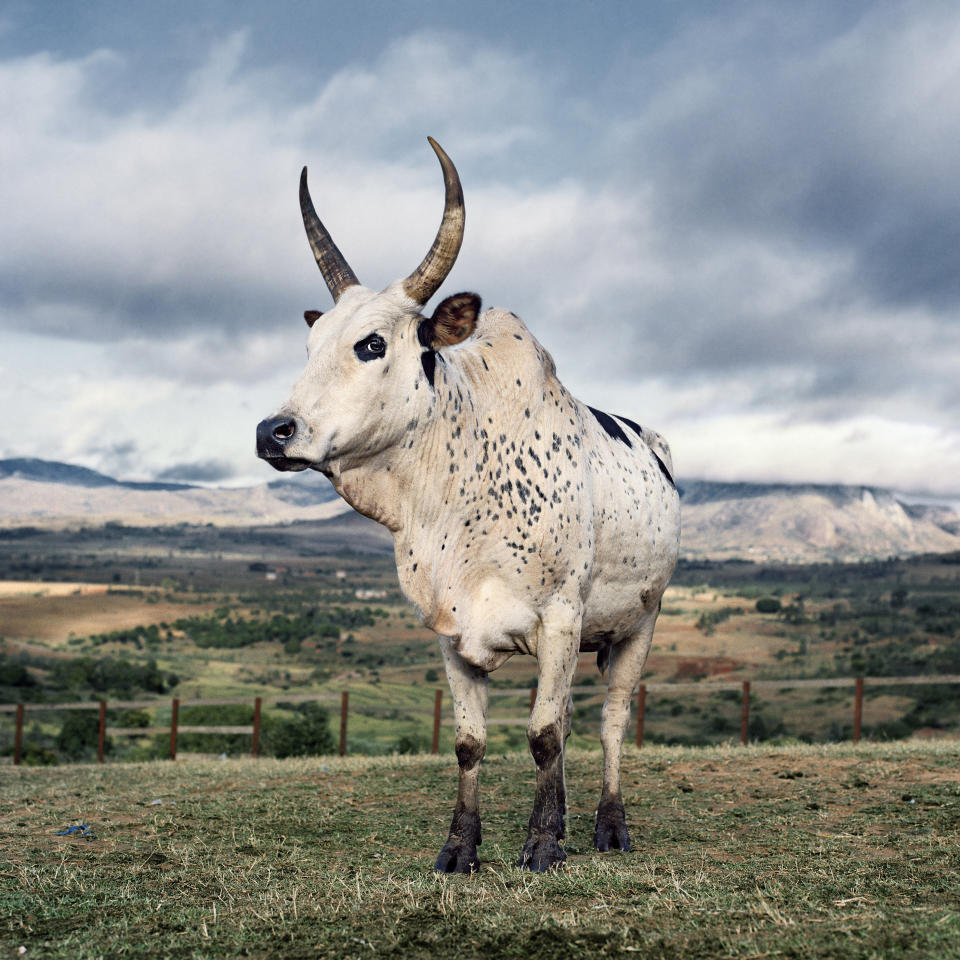 Zebu 1. Cattle market, Ambalavao, Haute Matsiatra, Madagascar, 2013