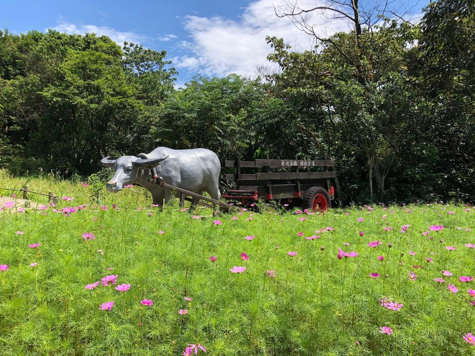 樟樹步道的粉色波斯菊盛開。   圖：台北大地處／提供