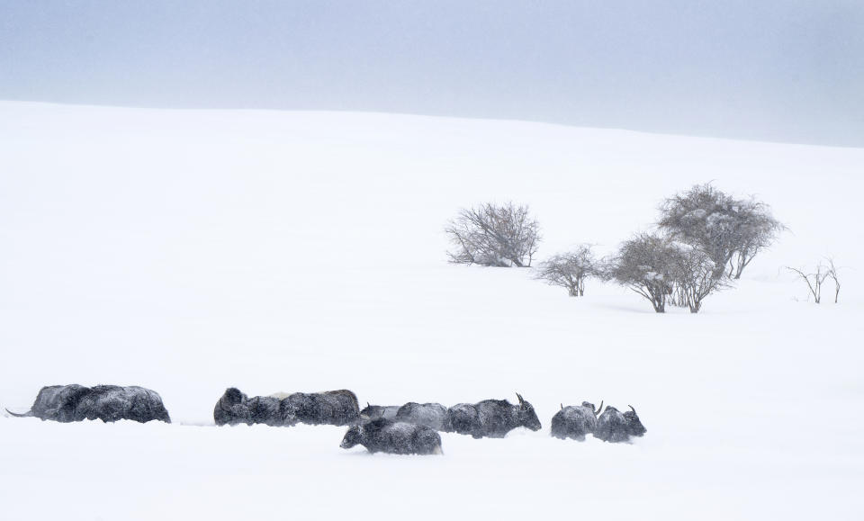 Livestock huddle in the deep snow outside Divide, Colo., as the snow and wind continue Thursday, March 14, 2024. A major storm is dumping heavy, wet snow in Colorado — forcing flight cancellations and shutting down a highway that connects Denver to Colorado ski resorts. (Christian Murdock/The Gazette via AP)