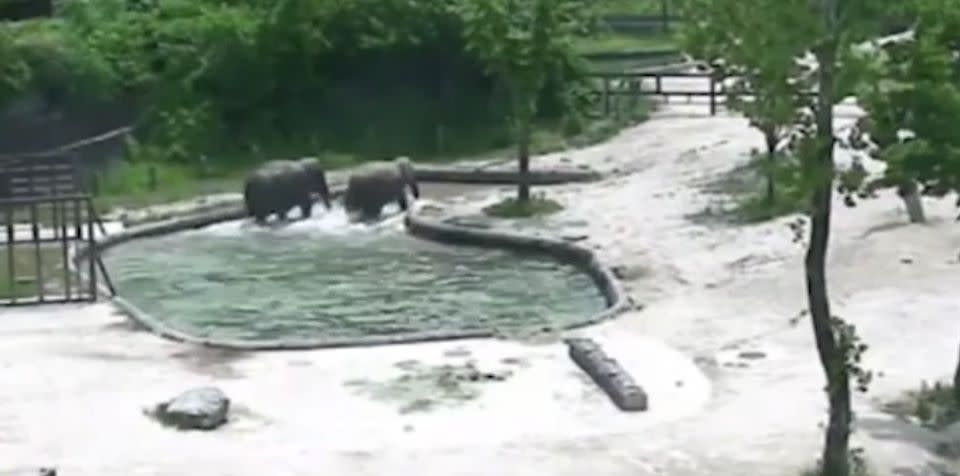 The two elephants guide the calf to shallow waters.