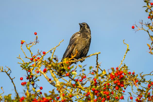 Common Buzzard