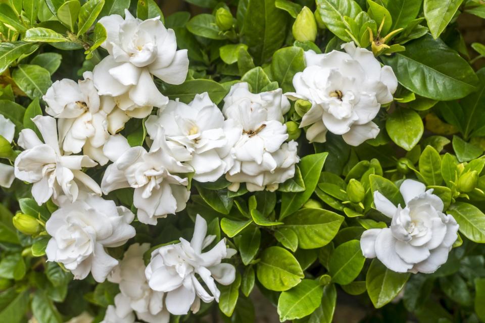 white gardenia bush