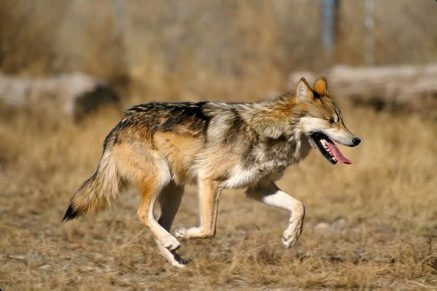 A Mexican gray wolf trots across the landscape. (Photo: Courtesy USFWS)