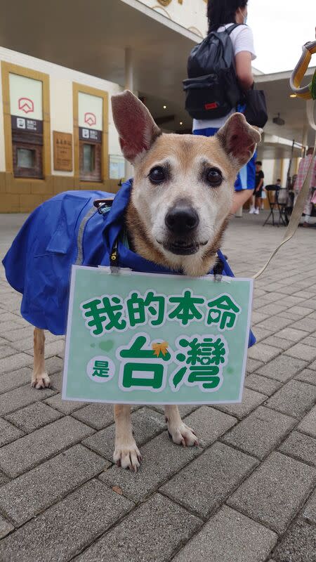 全台關注國會職權修法  嘉義民眾帶毛孩響應 立法院續審國會職權修法引發全民關注，各地民眾發 起「民主倒退、公民搶救」行動，24日傍晚約200人 集結在嘉義車站前表訴求，有人特別帶著自家毛孩到 場響應，並在狗狗脖子上掛出「我的本命是台灣」標 語牌。 中央社記者蔡智明攝  113年5月24日 