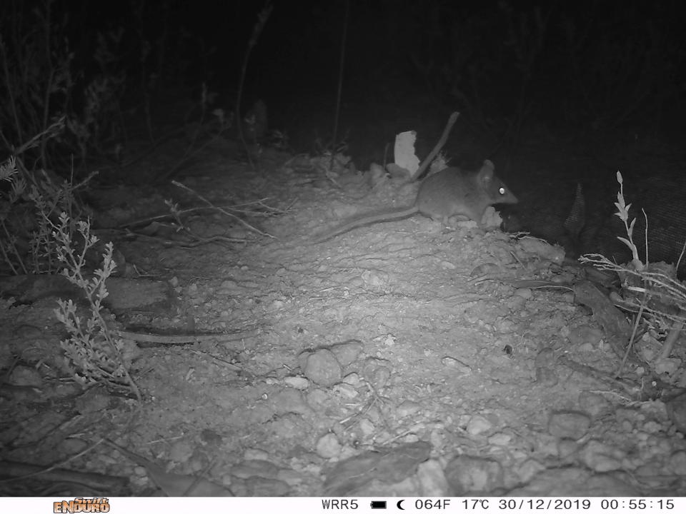 A Kangaroo Island dunnart captured by Land for Wildlife cameras after fires in the area. | Kangaroo Island Land for Wildlife