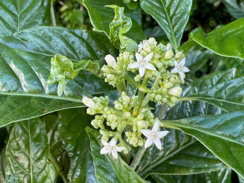 Clusters of white coffee flower clusters bloom on the island. The flower has leaves that are about 6 inches long and the fruits resemble true coffee beans, but do not contain caffeine.