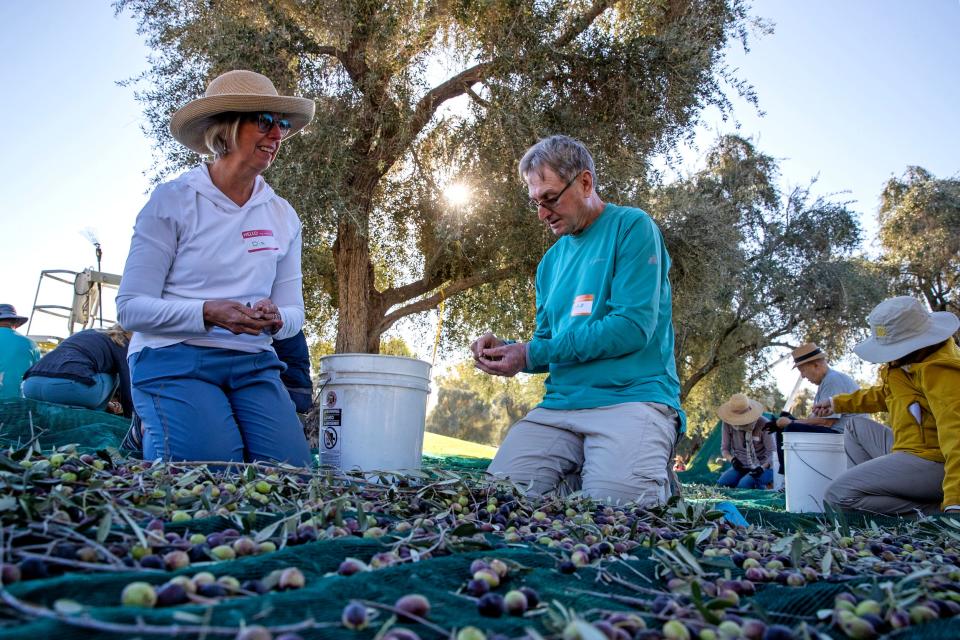 Volunteers Dia Weisgerber, left, and Gord Weisgerber, parttime residents of Palm Springs, sort olives during the one-day public olive harvest at the Annenberg estate at the Sunnylands Center and Gardens in Rancho Mirage, Calif., on Tuesday, Nov. 14, 2023.