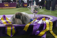 Wasabi, a Pekingese, rests on the winner's podium with its trophy and ribbons after winning Best in Show at the Westminster Kennel Club dog show, Sunday, June 13, 2021, in Tarrytown, N.Y. (AP Photo/Kathy Willens)