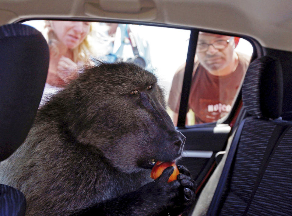 Baboons