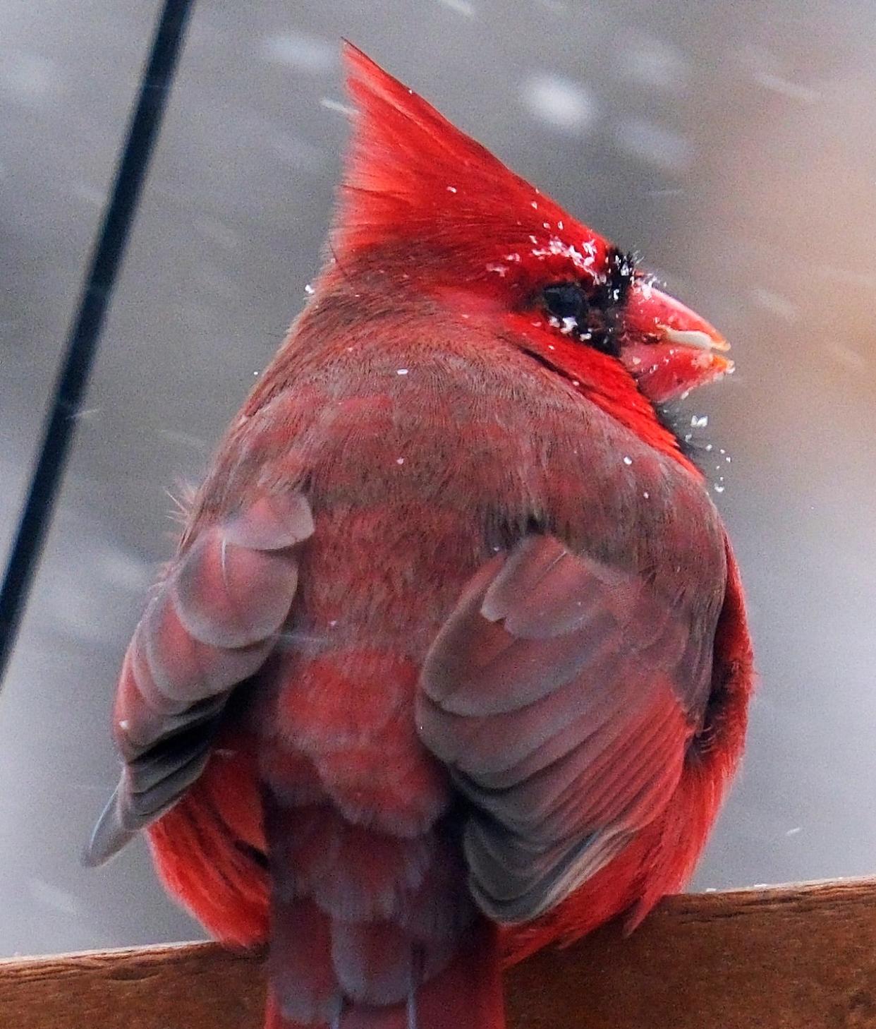 A male Northern Cardinal eats a safflower seed from a platform feeder as snow falls in Edmond Sunday, Jan. 14, 2024.