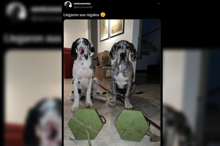 Santi mostró a sus perros con los regalos (Foto Twitter @santumaratea1)