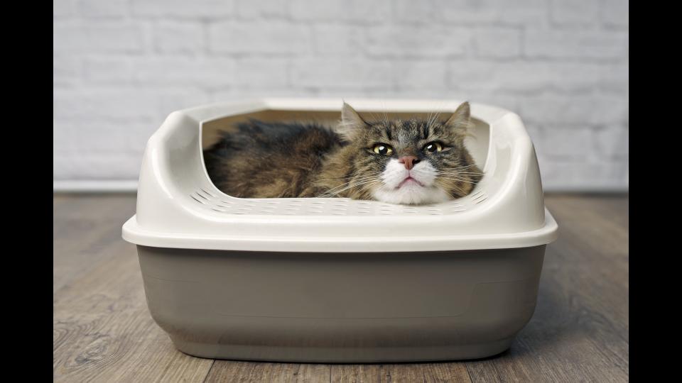 cat sitting in litter box