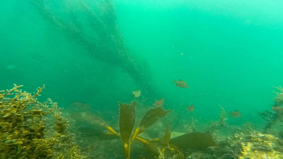 Fish swim through the giant kelp that creates a refuge for the many sea otters that rest near the shore of Morro Bay.