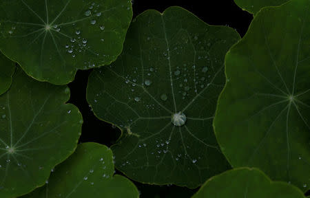 Rainwater gathers on plants in Cape Town, South Africa, August 30, 2017. Despite some winter rainfall dams are running dangerously low following the worst drought in a century in the region. The city has imposed severe water restrictions in an attempt to avert a major water crisis. REUTERS/Mike Hutchings