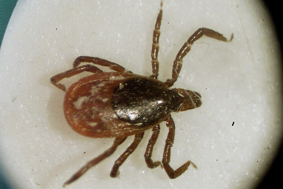 FILE - A deer tick is viewed under a microscope in the entomology lab at the University of Rhode Island in South Kingstown, R.I., on March 2002. On Sept. 1, 2023, The Associated Press reported on stories circulating online incorrectly claiming that increased incidence of a meat allergy linked to tick spit in the U.S. is connected to a project funded by the Bill & Melinda Gates Foundation that involves genetically modifying cattle ticks. (AP Photo/Victoria Arocho, File)