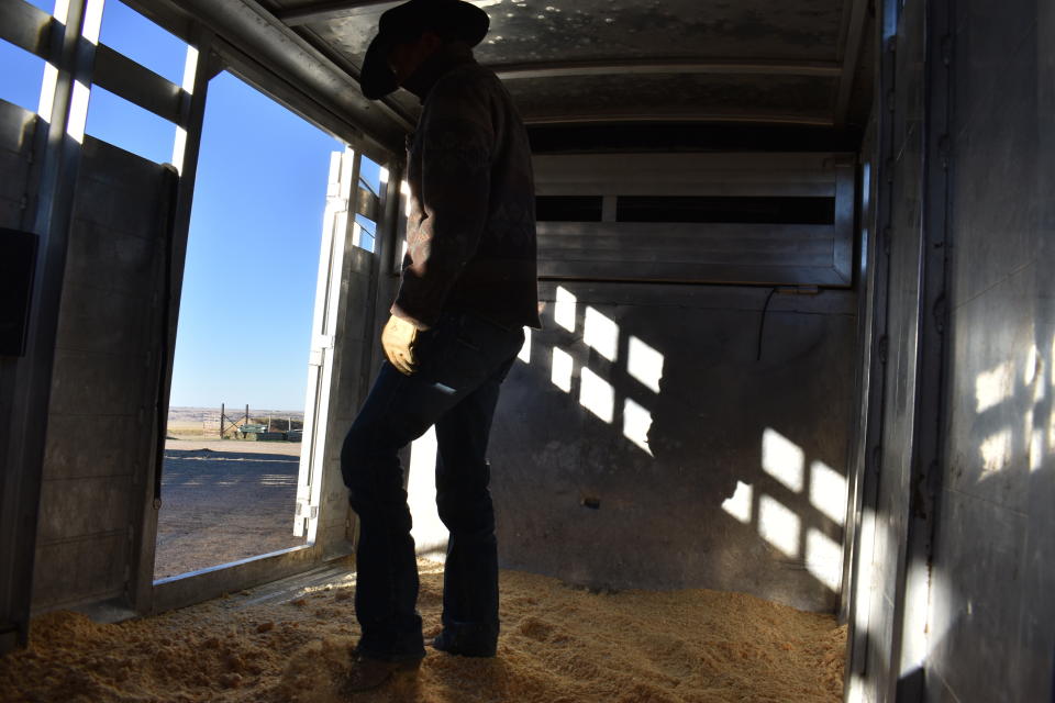 Troy Heinert spreads wood shavings on the floor of his trailer before loading 100 bison for transfer to the Rosebud Indian Reservation, on Oct. 13, 2022, at Badlands National Park near Wall, S.D. (AP Photo/Matthew Brown)