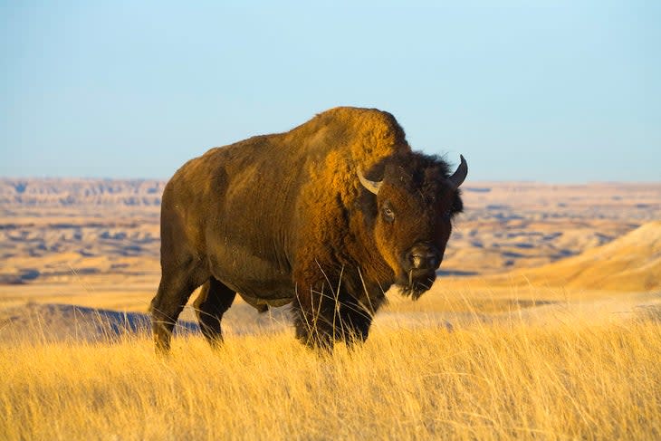 Young bison bull standing in grass