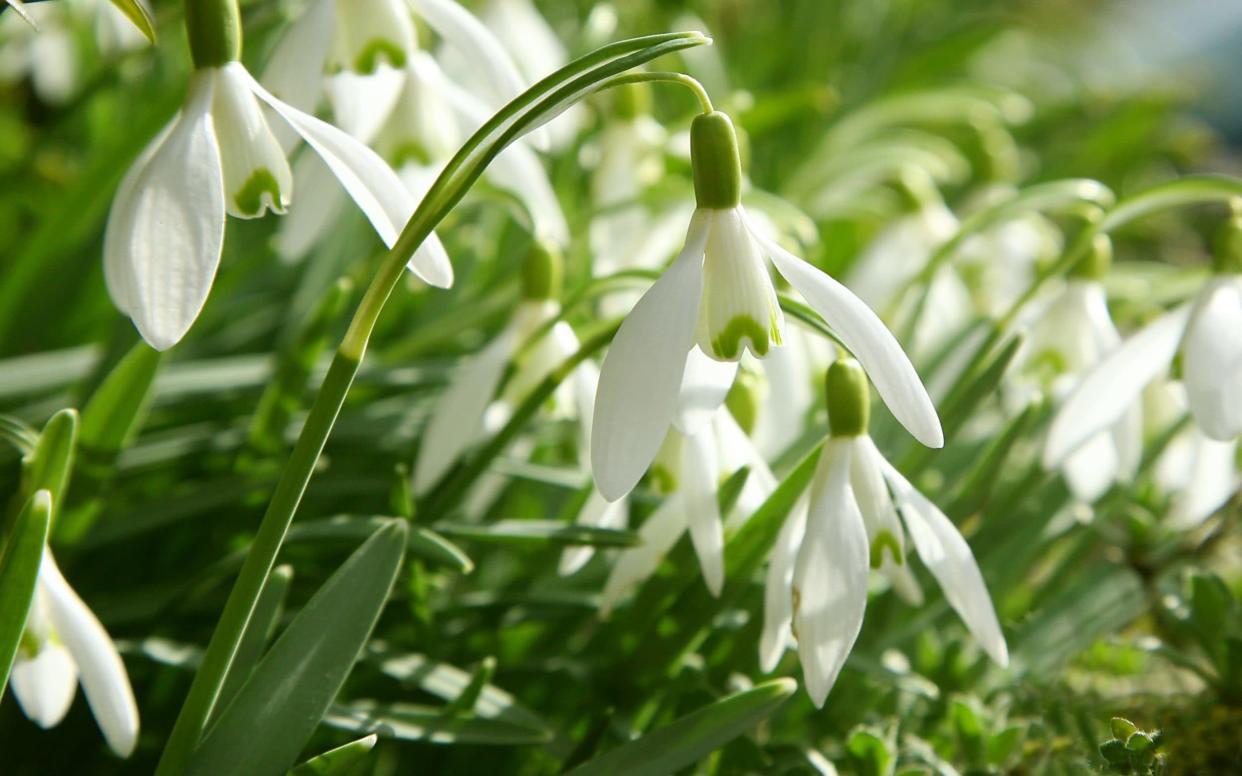 The first snowdrops emerged in November  - Moment RF