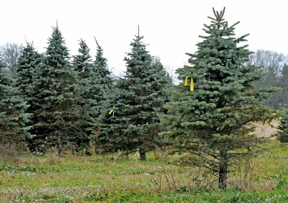 Pine Tree Barn trees are ready to be taken down. For safety purposes, it is suggested lights not be wrapped too tightly and power cords should not be under gifts, carpets or blankets.