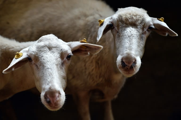 Italian police say the 'Cosa Nostra' communicated using sheep-based phrases written on tiny bits of paper that were hidden under rocks