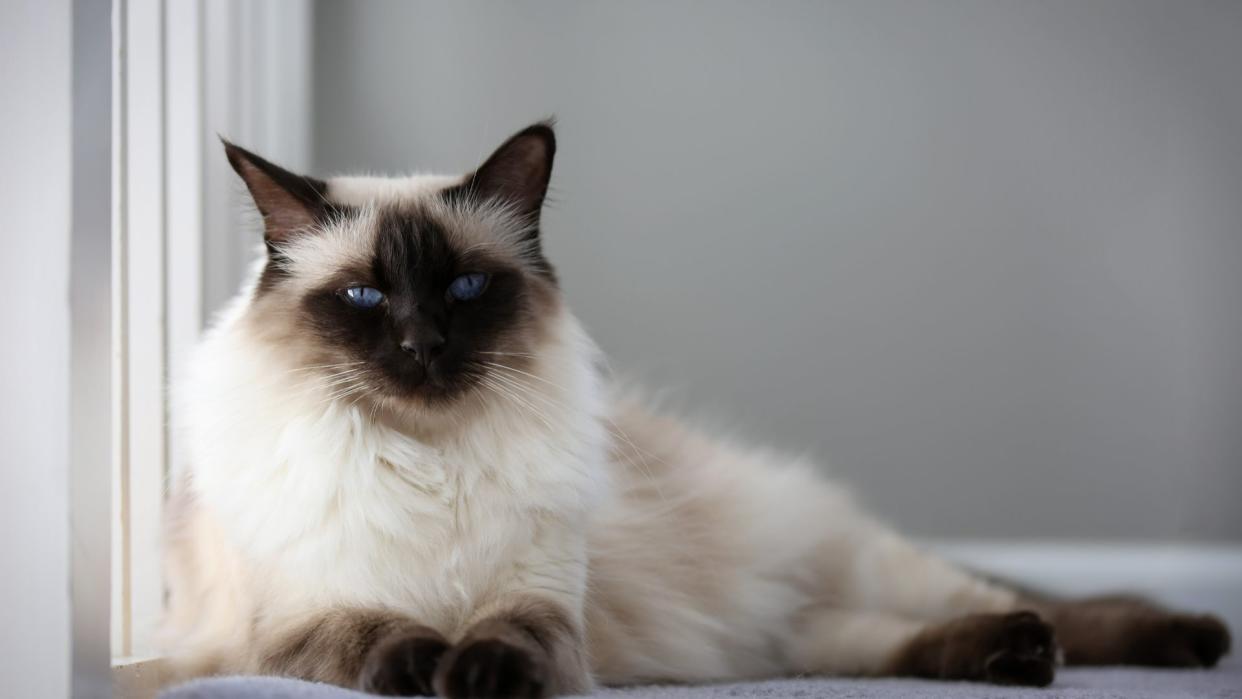 Balinese cat