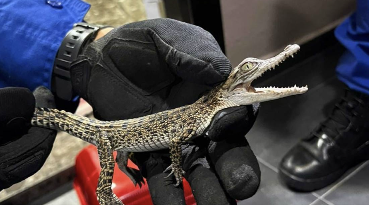A photo of a baby crocodile captured by Malaysia's Civil Defence force