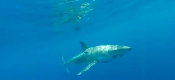 Huge five metre shark circles fisherman's boat (video)