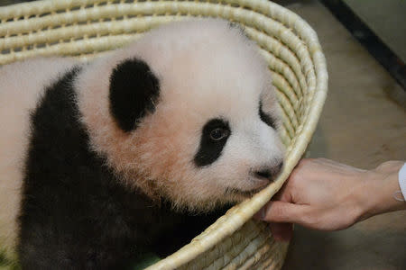A panda cub named Xiang Xiang, born from mother panda Shin Shin, is seen at Tokyo's Ueno Zoological Gardens in this handout photo taken on September 20, 2017 and released by Tokyo Zoological Park Society on September 25, 2017. Tokyo Zoological Park Society/Handout via REUTERS
