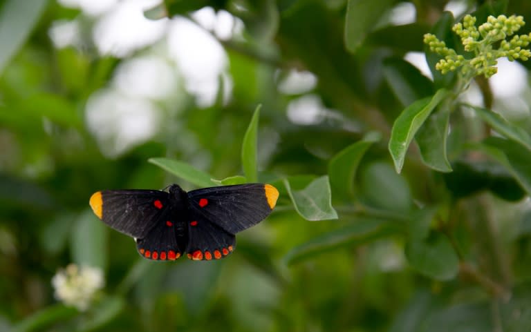 More than 200 species of butterfly have been spotted at the National Butterfly Center in Mission, Texas -- a possible victim of President Donald Trump's border wall project