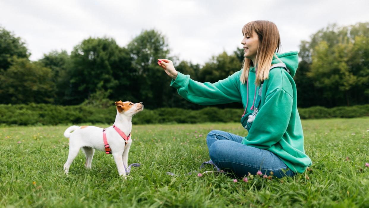  Woman sitting on grass giving treat to her Jack Russell Terrier . 