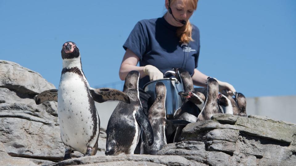 Eine Tierpflegerin füttert die Pinguine in der Felsenanlage auf dem Dach des Ozeaneum. Getrennt von der Pinguinanlage werden vier Tiere seit etwa einem Monat auf einen geplanten Hörtest vorbereitet. Foto: Stefan Sauer