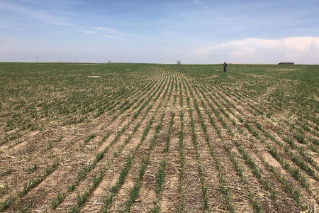 Wheat fields show drought affects near Colby, Kansas, U.S., May 1, 2018. Picture taken on May 1, 2018. REUTERS/Michael Hirtzer